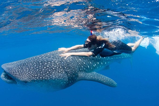 Whale Shark from Cancun, Riviera Maya and Tulum All Inclusive - What the speedboat day feels like