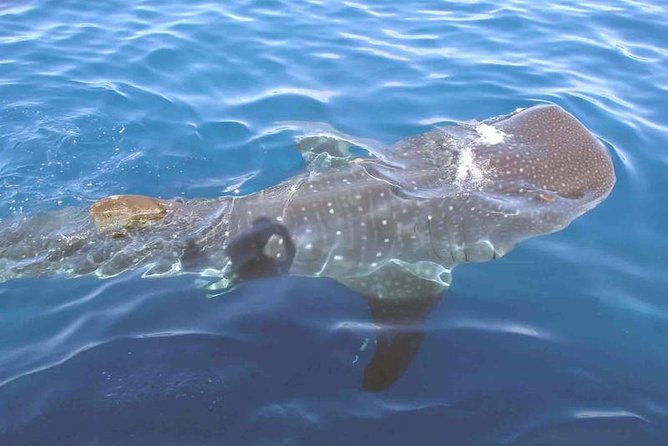 Whale Shark Group Adventure from Isla Holbox - An early start beside the Holbox ferry pier
