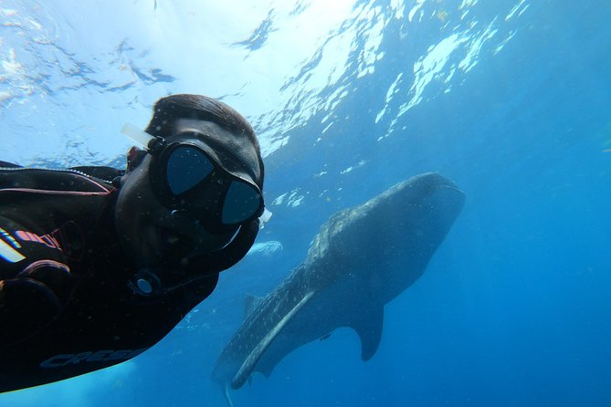 Whale Shark Group Adventure from Isla Holbox - Swimming with the world’s largest fish