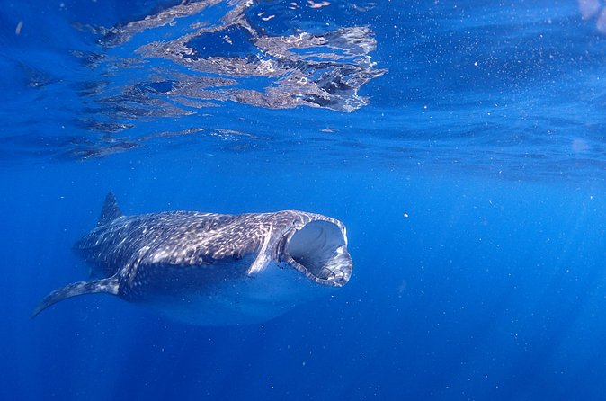 Whale Shark & Manta Ray Snorkel -(May-Sept) Only 10pp per Boat - Captain and guide make the difference