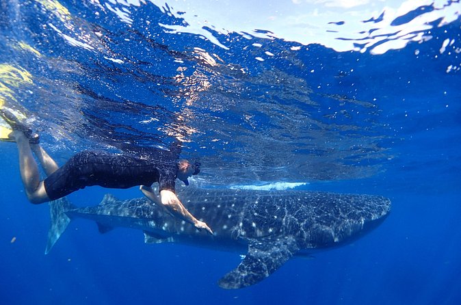 Whale Shark & Manta Ray Snorkel -(May-Sept) Only 10pp per Boat - The reef, ceviche, and the ride home