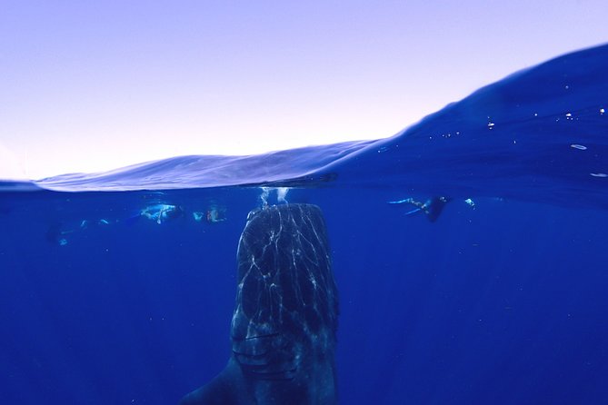 Whale Shark & Manta Ray Snorkel -(May-Sept) Only 10pp per Boat - Why the small boat limit matters