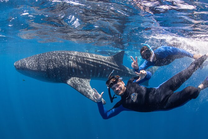 Whale Shark Safari - Key points to know before booking