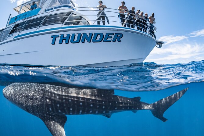 Whale Shark Safari - Starting at 7:30 am in Coral Bay