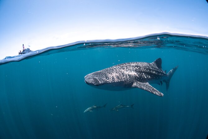Whale Shark Safari - Morning tea, then the run to the outer reef