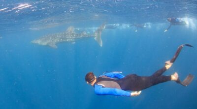 Whale Shark Safari