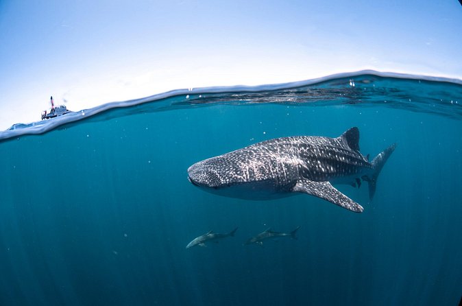 Whale Shark Safari - Swimming with the whale sharks in two groups of 10