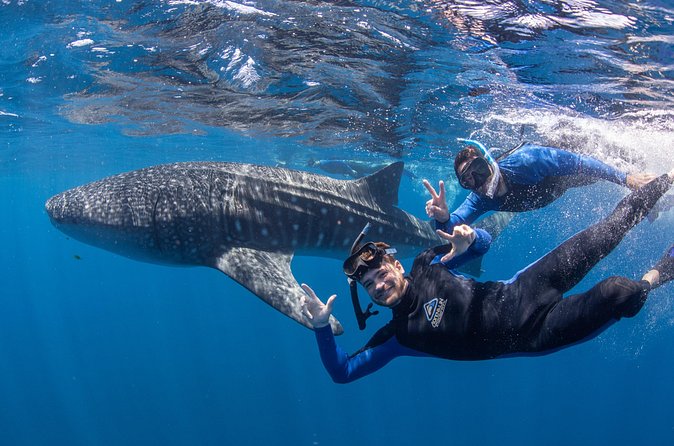 Whale Shark Safari - Lunch, afternoon tea, and a photo package
