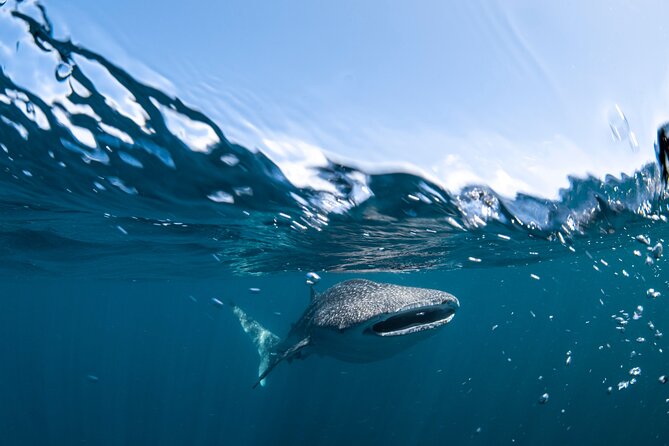 Whale Shark Safari - Is the $251 price fair?