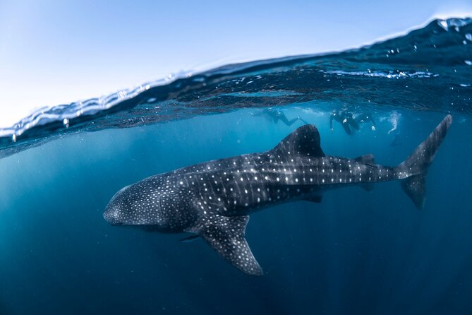 Whale Shark Safari - What the crew and organization add