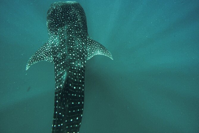 Whale Shark & Sea Lion Snorkeling Picnic at Espiritu Santo Island - A Full Sea of Cortez Day From La Paz