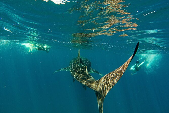 Whale Shark & Sea Lion Snorkeling Picnic at Espiritu Santo Island - Whale Sharks in the Bay of La Paz
