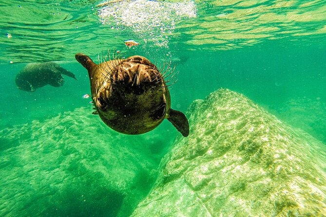 Whale Shark & Sea Lion Snorkeling Picnic at Espiritu Santo Island - Sea Lions at La Lobera