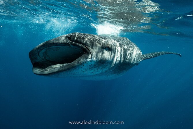Whale Shark Snorkeling Adventure with Lunch - Key points to know before you book