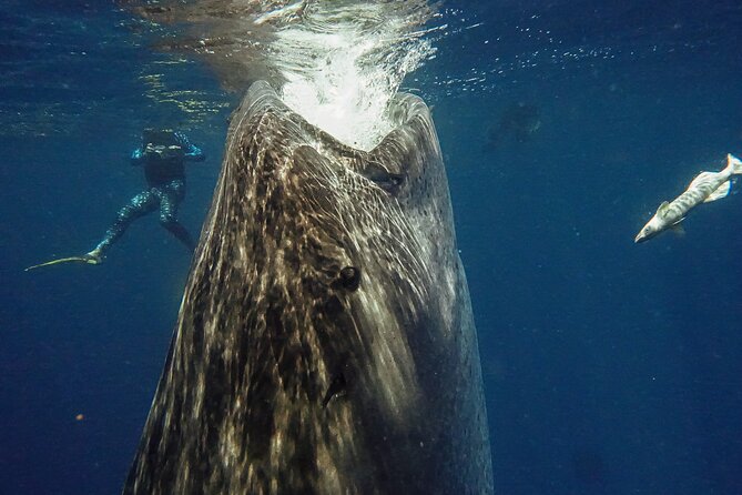 Whale Shark Snorkeling Adventure with Lunch - A long morning from Playa del Carmen to the Cancun marina