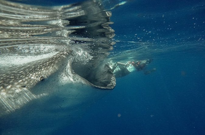 Whale Shark Snorkeling Adventure with Lunch - What your time in the water may really look like