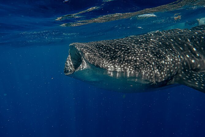 Whale Shark Snorkeling Adventure with Lunch - Playa Norte gives the day a gentler second half