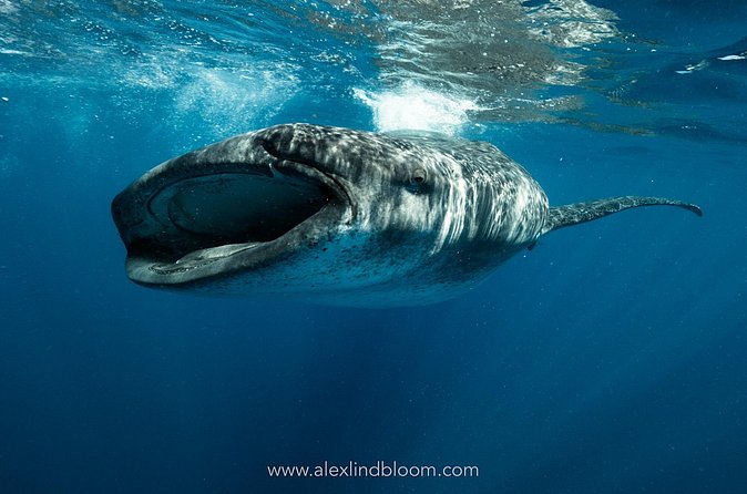 Whale Shark Snorkeling Adventure with Lunch - Guides, safety, and the small-group promise