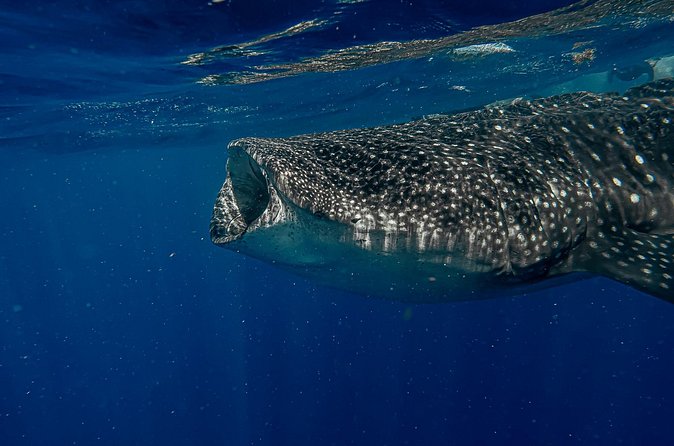 Whale Shark Snorkeling Adventure with Lunch - Is $225 a fair price?