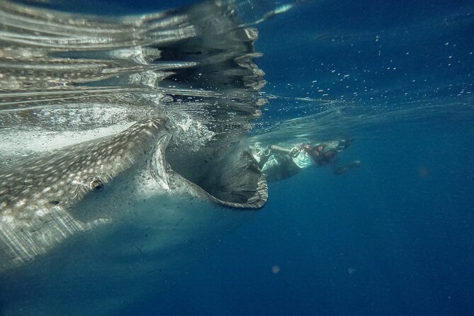 Whale Shark Snorkeling Adventure with Lunch - The boat ride and the search for the animals