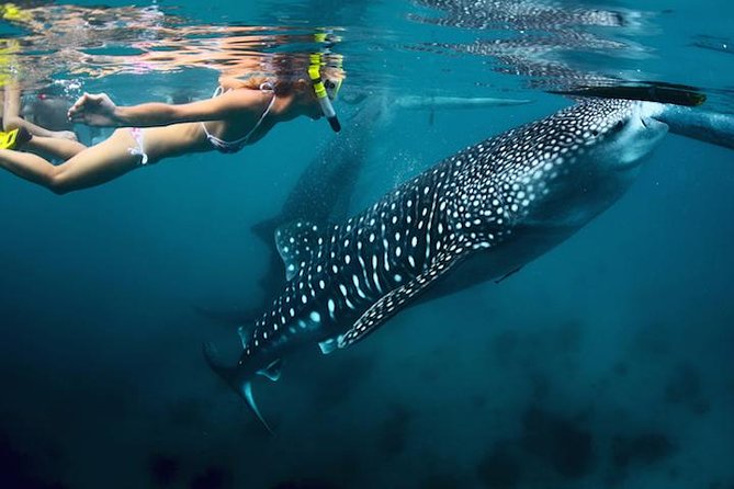 Whale-Shark Snorkeling Excursion to La Paz - Key things to know before booking
