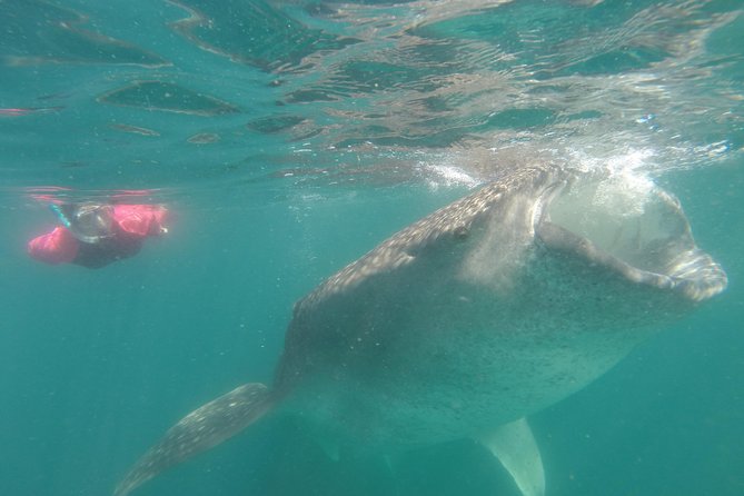 Whale-Shark Snorkeling Excursion to La Paz - Three hours searching by boat