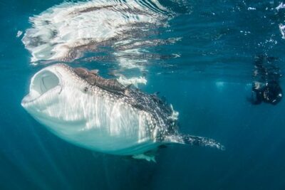 Whale-Shark Snorkeling Excursion to La Paz