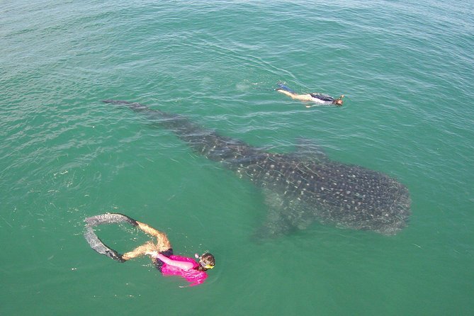 Whale-Shark Snorkeling Excursion to La Paz - What the water encounter may feel like