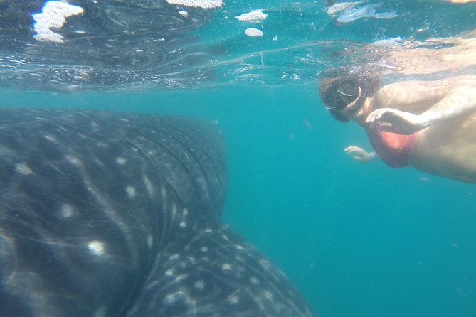 Whale-Shark Snorkeling Excursion to La Paz - Lunch after the boat trip