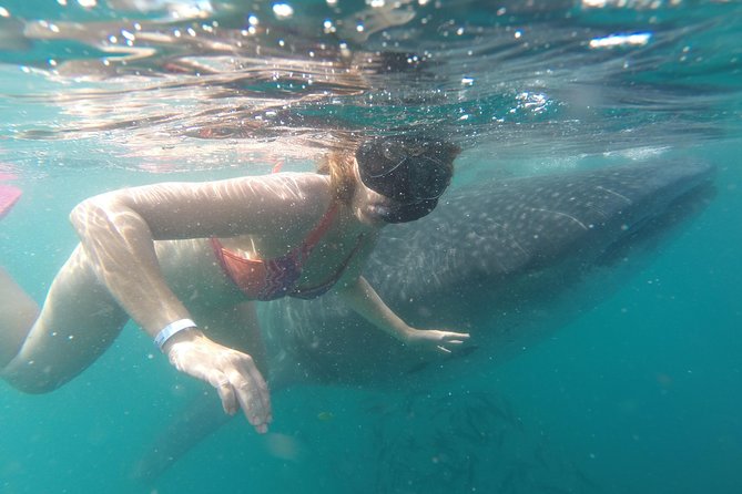 Whale-Shark Snorkeling Excursion to La Paz - Returning through Todos Santos