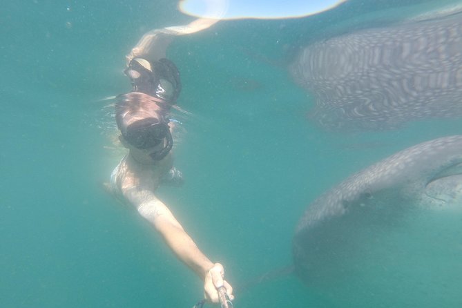 Whale-Shark Snorkeling Excursion to La Paz - What the $349 price includes
