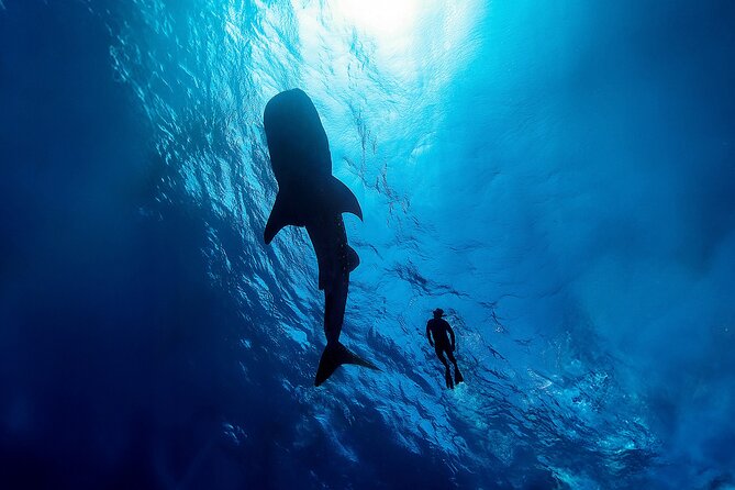Whale Shark Snorkeling Experience from Cancun and Riviera Maya - What the whale shark encounter is really like