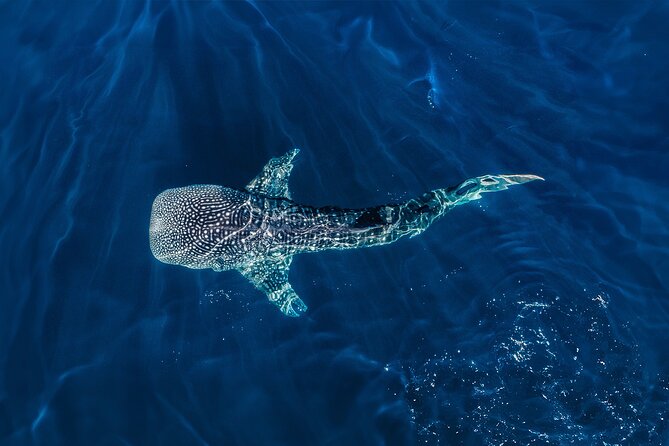 Whale Shark Snorkeling Experience from Cancun and Riviera Maya - The boat ride and the hidden cost of distance