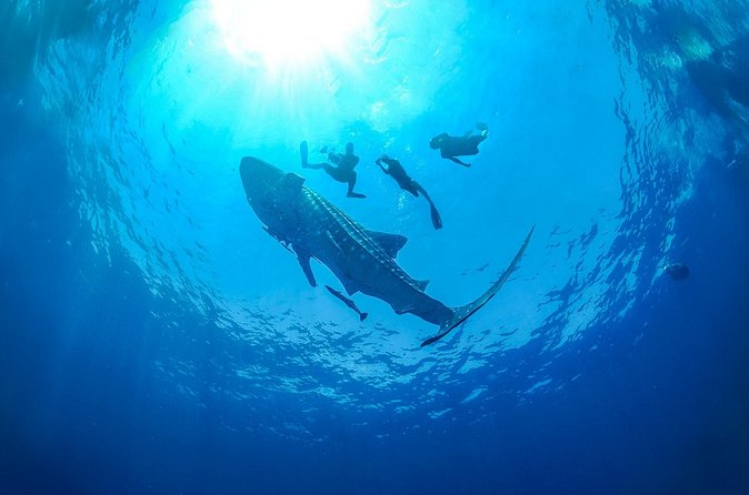 Whale Shark Snorkeling Experience from Cancun and Riviera Maya - Lunch beside Isla Mujeres water