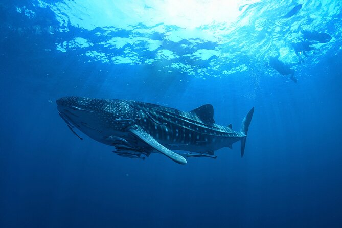 Whale Shark Snorkeling Experience from Cancun and Riviera Maya - Is $229 a fair price?