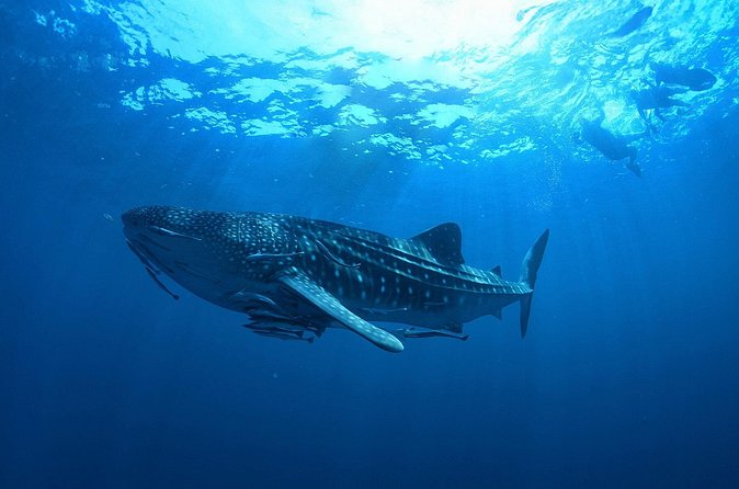 Whale Shark Snorkeling Experience from Cancun and Riviera Maya - Who should book this experience?