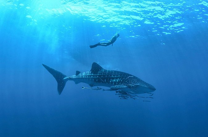 Whale Shark Snorkeling Experience from Cancun and Riviera Maya - Weather, cancellation, and planning details