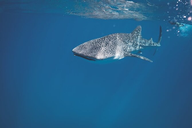 Whale Shark Snorkeling in La Paz - Key points to know before booking