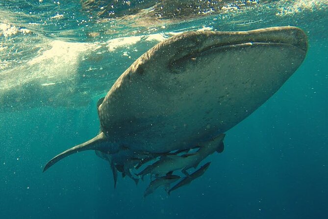 Whale Shark Snorkeling in La Paz - Why the whale shark encounter is the whole point