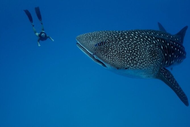 Whale Shark Snorkeling in La Paz - Getting into the water with a whale shark