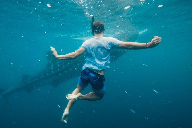 Whale Shark Snorkeling in La Paz - Guide support and the small-group feel