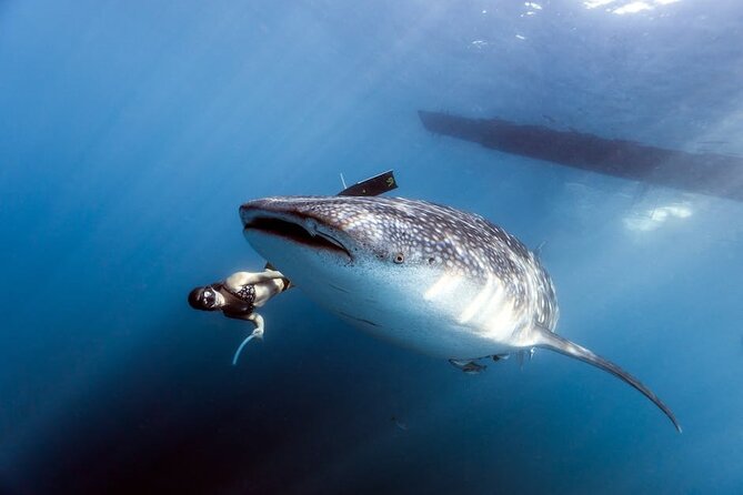 Whale Shark Snorkeling in La Paz - Who should book this experience?