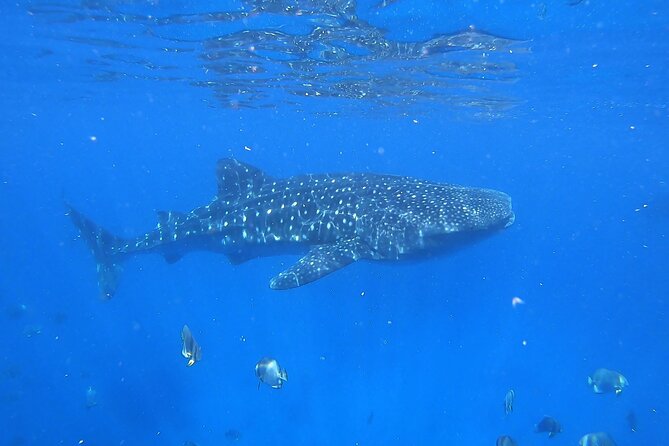Whale Shark Snorkeling in La Paz - Booking, pickup, and cancellation details