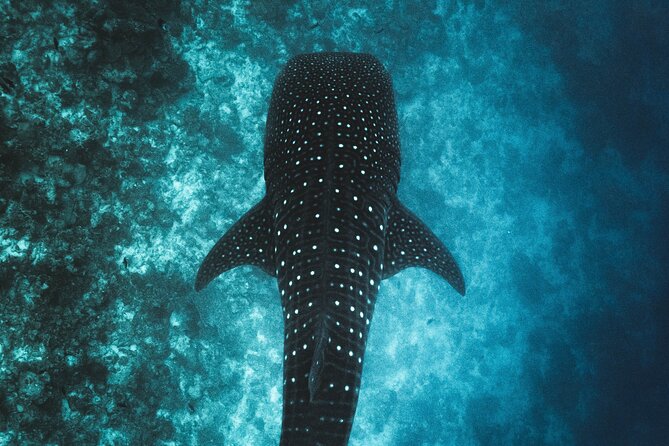 Whale Shark Snorkeling in La Paz - From Pitas Tours to the beach