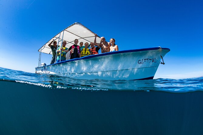 Whale Shark snorkeling tour in a reduced group with local marine biologist - Key points at a glance