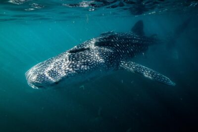 Whale Shark snorkeling tour in a reduced group with local marine biologist