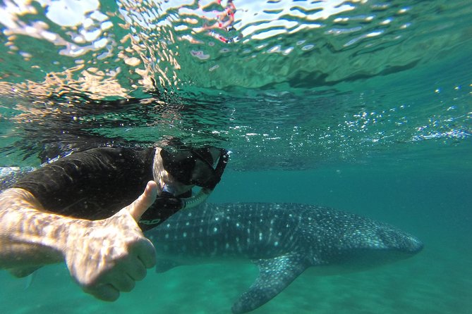 Whale Shark snorkeling tour in a reduced group with local marine biologist - The conservation rules are part of the value