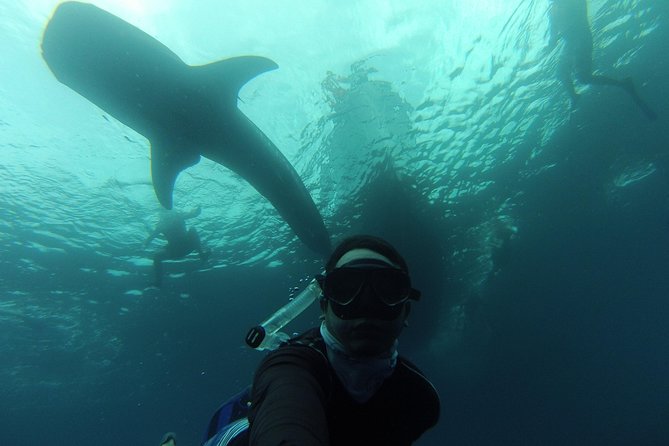 Whale Shark Swim Adventure in La Paz - What the 9 a.m. meeting really means