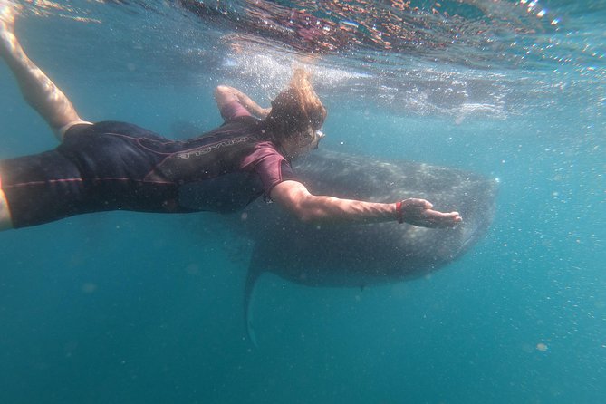 Whale Shark Swim Adventure in La Paz - Waiting for permission in the whale shark zone