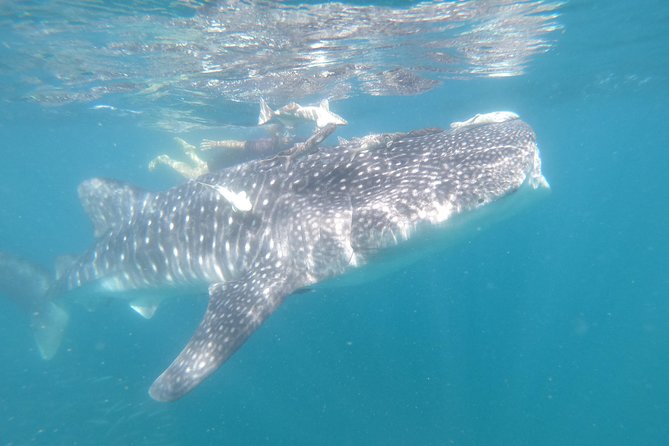 Whale Shark Swim Adventure in La Paz - Your first swim with a whale shark